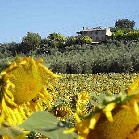 Agriturismo Oliveto Di Geltrude Contessa Amelia Exterior photo