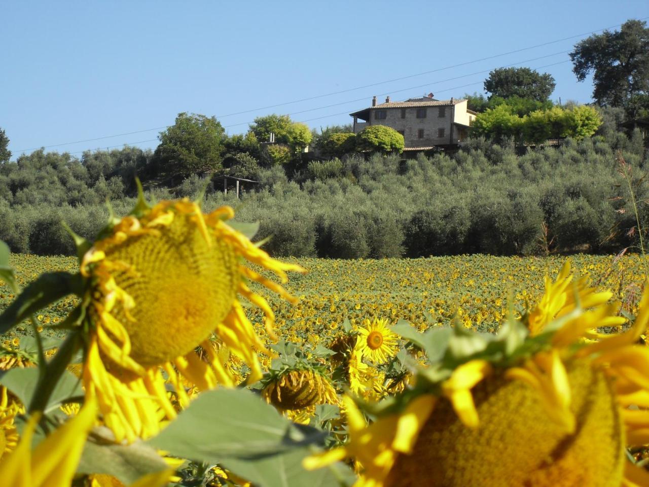 Agriturismo Oliveto Di Geltrude Contessa Amelia Exterior photo